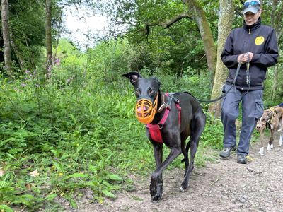 Doreen | Greyhound | Ilfracombe - 3