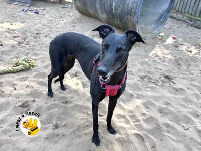 Doreen | Greyhound | Ilfracombe - 2