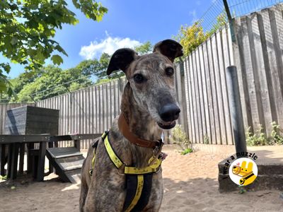 Lydia | Greyhound | Ilfracombe - 1