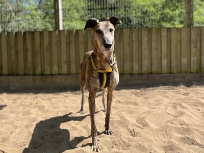 Lydia | Greyhound | Ilfracombe - 3