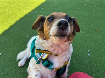 Apple | Terrier (Jack Russell) | Salisbury (Wiltshire) - 3
