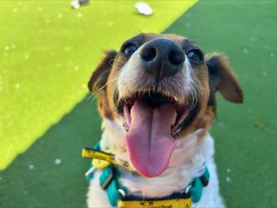 Apple | Terrier (Jack Russell) | Salisbury (Wiltshire) - 1