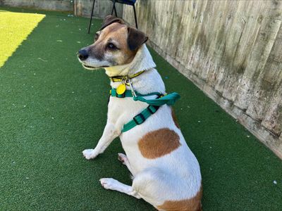Cider | Terrier (Jack Russell) | Salisbury (Wiltshire) - 3