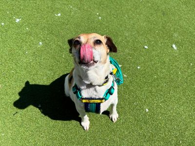 Cider | Terrier (Jack Russell) | Salisbury (Wiltshire) - 5