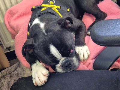 Cheeky | Terrier (Boston) Cross | Shoreham (Sussex) - 2