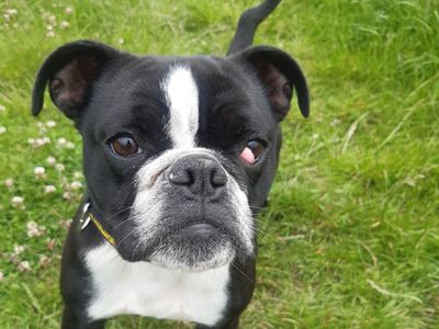 Cheeky | Terrier (Boston) Cross | Shoreham (Sussex) - 3