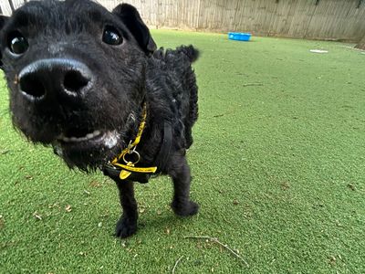 Jack | Terrier (Patterdale) | Canterbury - 1