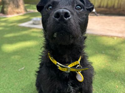 Jack | Terrier (Patterdale) | Canterbury - 3