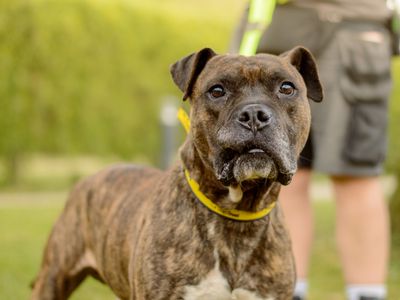 Kyza | Boxer | Kenilworth (West Midlands) - 3