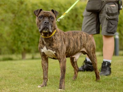 Kyza, a 6 years old male Boxer X available for adoption from Dogs Trust in Warwickshire