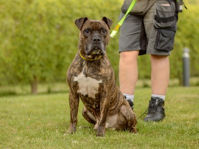 Kyza | Boxer Cross | Kenilworth (West Midlands) - 3