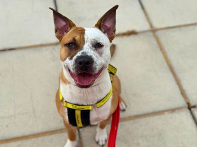 Cookie | Terrier (Staffordshire Bull) Cross | Salisbury (Wiltshire) - 5