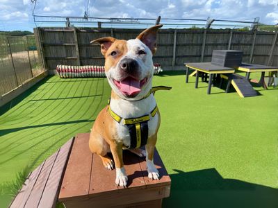 Cookie | Terrier (Staffordshire Bull) Cross | Salisbury (Wiltshire) - 3