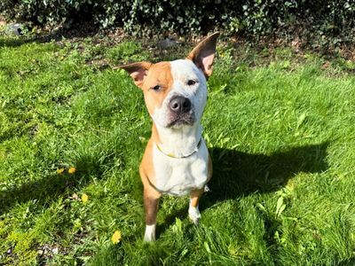Piper | Terrier (Staffordshire Bull) Cross | Salisbury (Wiltshire) - 3