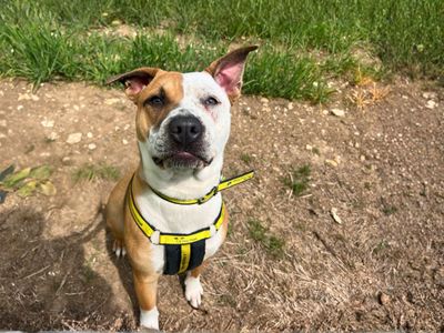 Piper | Terrier (Staffordshire Bull) Cross | Salisbury (Wiltshire) - 1