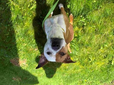 Peaches | Terrier (Staffordshire Bull) Cross | Loughborough - 3