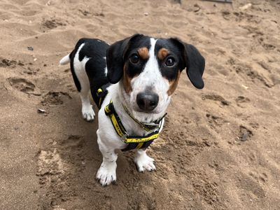 Elvis | Dachshund (Smooth Haired) Cross | Ilfracombe - 3