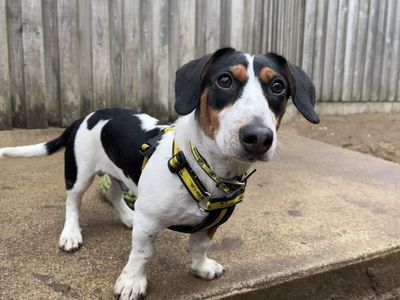 Elvis | Dachshund (Smooth Haired) Cross | Ilfracombe - 2