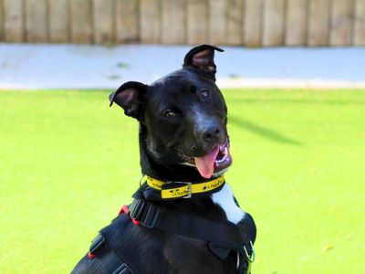 Poppy | Collie (Border) Cross | Manchester - 5