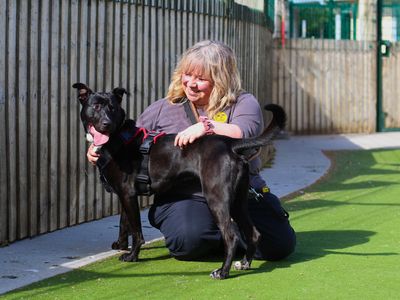 Poppy | Collie (Border) Cross | Manchester - 3