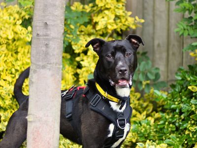 Poppy | Collie (Border) Cross | Manchester - 3
