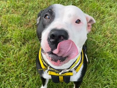 Lottie | Terrier (Staffordshire Bull) | Bridgend (Wales) - 3