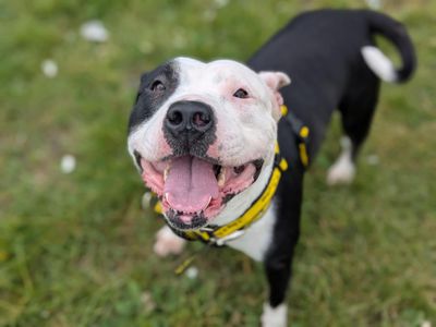 Lottie | Terrier (Staffordshire Bull) | Bridgend (Wales) - 1