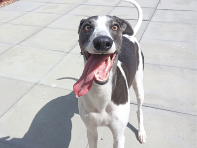 Snoop | Lurcher | Dundee rehoming - 5