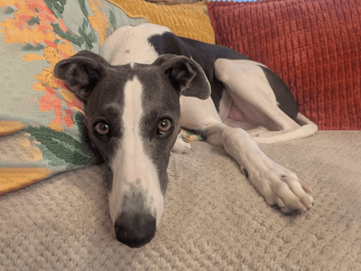 Snoop | Lurcher | Dundee rehoming - 3