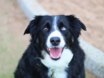 Cooper | Bernese Mountain Dog Cross | Manchester - 5
