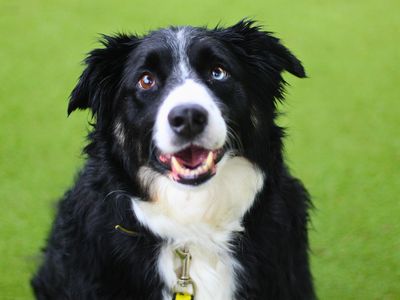 Cooper | Bernese Mountain Dog Cross | Manchester - 3