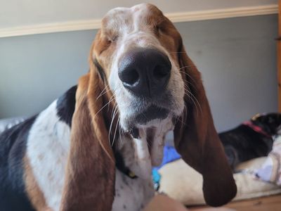 Margot | Basset Hound | Shoreham (Sussex) - 2