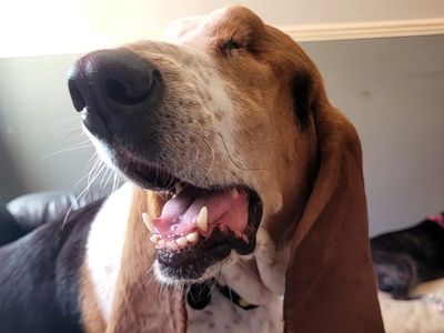 Margot | Basset Hound | Shoreham (Sussex) - 3