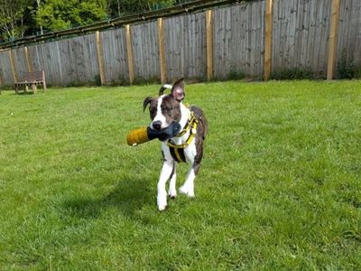 Nevil | Boxer Cross | West Calder (Edinburgh) - 5