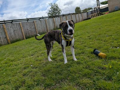 Nevil | Boxer Cross | West Calder (Edinburgh) - 3
