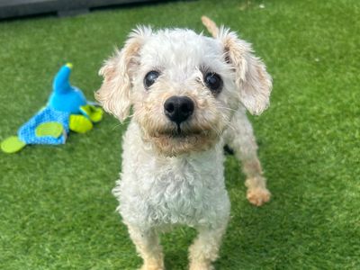 Paul | Poodle (Toy) | Loughborough - 2