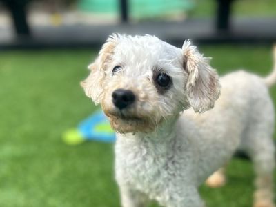 Paul | Poodle (Toy) | Loughborough - 3