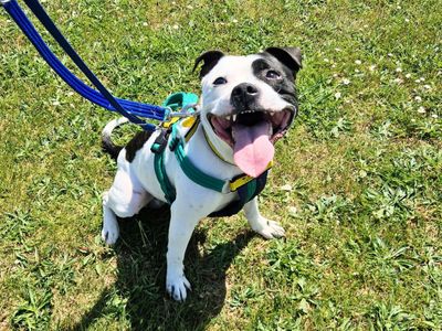 Bear | Terrier (Staffordshire Bull) | Salisbury (Wiltshire) - 2