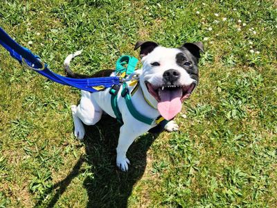 Bear | Terrier (Staffordshire Bull) | Salisbury (Wiltshire) - 3