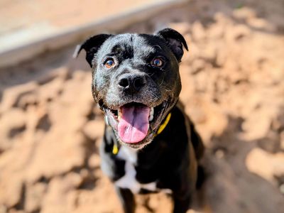 Button Moon | Terrier (Staffordshire Bull) | Cardiff - 5