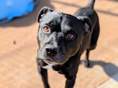 Button Moon | Terrier (Staffordshire Bull) | Cardiff - 3