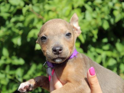 Montana | Terrier (Staffordshire Bull) | Merseyside (Liverpool)
