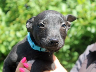 Oregon | Terrier (Staffordshire Bull) | Merseyside (Liverpool)