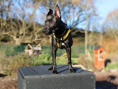 Ori | Terrier (Staffordshire Bull) Cross | Merseyside (Liverpool) - 4