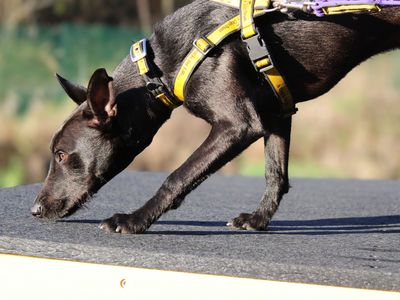 Ori | Terrier (Staffordshire Bull) Cross | Merseyside (Liverpool) - 2