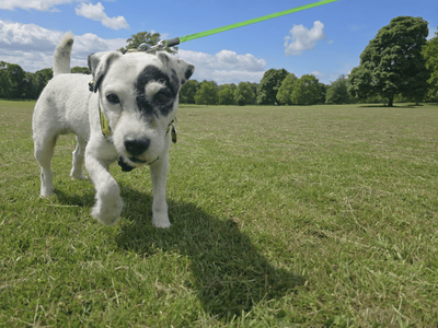 Tag | Terrier (Parson Russell) | Dundee rehoming - 3