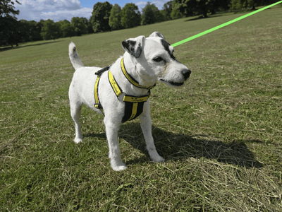 Tag | Terrier (Parson Russell) | Dundee rehoming - 5