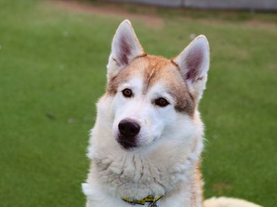 Enzo | Siberian Husky | Manchester - 5