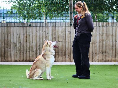 Enzo | Siberian Husky | Manchester - 3