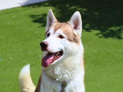 Enzo | Siberian Husky | Manchester - 3